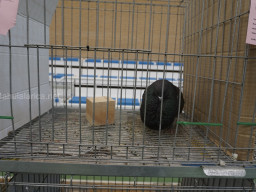 XIV Concurso Exposición de Palomas de Raza en Mula 2024